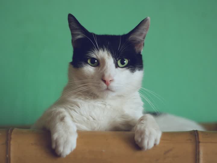 Cat portrait still