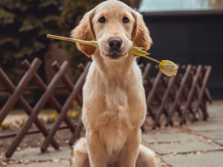 Dog in grass still
