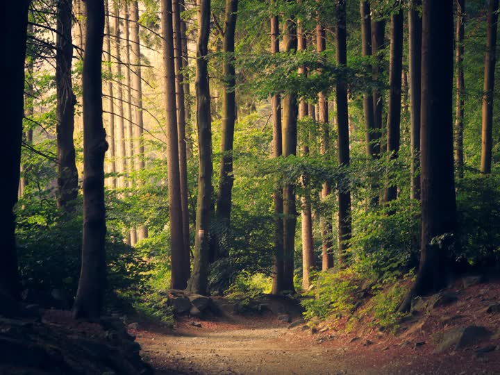 Forest path still